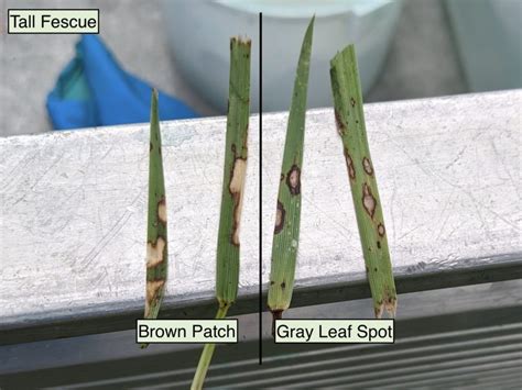 Struggling With Gray Leaf Spot In Tall Fescue Nc State Extension