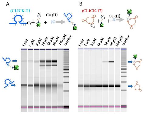 Correction: Wu et al. A Novel Truncated DNAzyme Modified Paper ... 