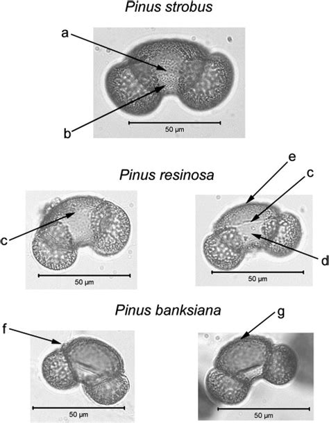 Pine Pollen Microscope