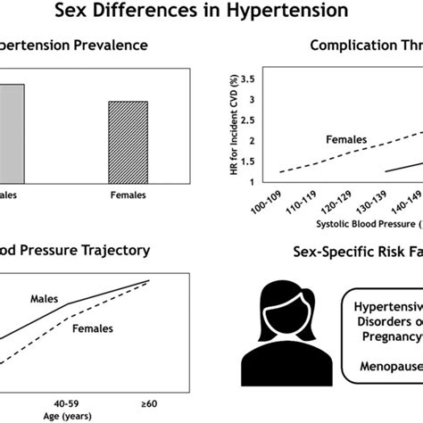 Sex Differences In Hypertension There Is Sexual Dimorphism In