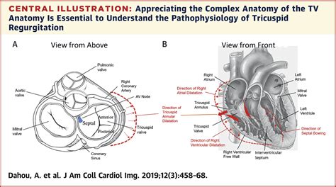 Anatomy And Physiology Of The Tricuspid Valve JACC Cardiovascular