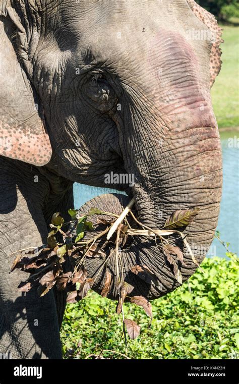 Indian Elephant Elephas Maximus Indicus Feeding On Grass And Leaves