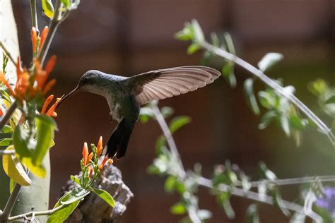 Female Broad Billed Hummingbird Tucson Az Vaughn Morrison Flickr