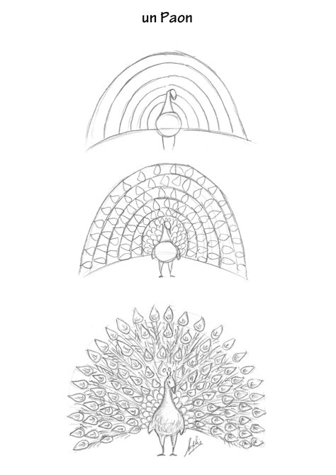 Dessine un paon magnifique