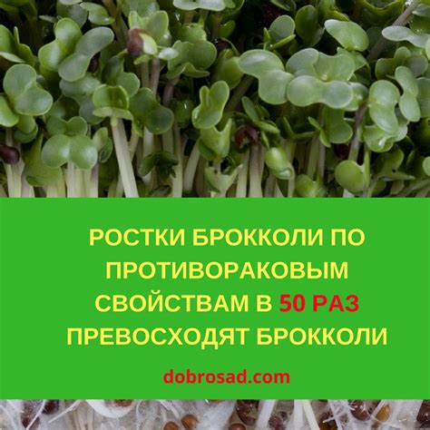 РОСТКИ БРОККОЛИ ПО ПРОТИВОРАКОВЫМ СВОЙСТВАМ В 50 РАЗ ПРЕВОСХОДЯТ ...