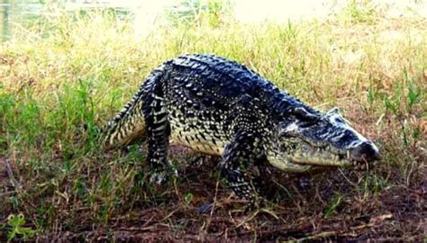 Cocodrilo Cubano Crocodylus Rhombifer