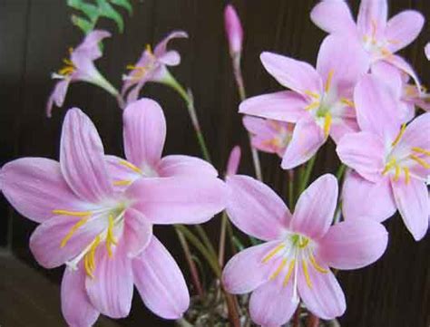 Зефирантес — Zephyranthes