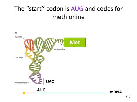 Ppt Bio 97 Midterm Review 1 Powerpoint Presentation Free Download