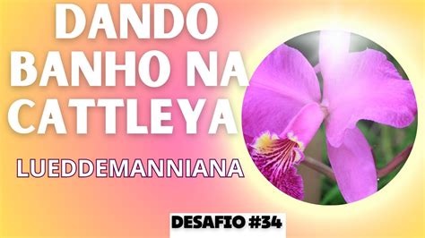 DESAFIO 34 O JEITO CERTO DE REPLANTAR CATTLEYA LUEDDEMANNIANA YouTube