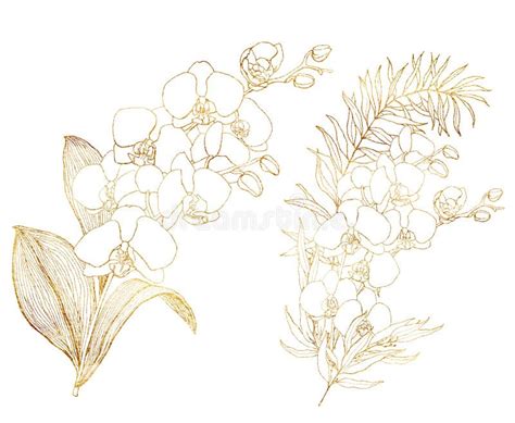 Orchids Contour Flowers White Background Stock Illustrations 123