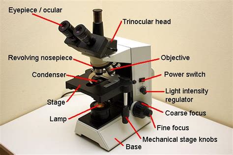 Microscope: 1. Light Microscope