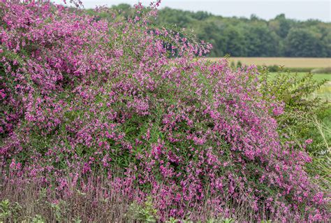 Lespedeza thunbergii 'Gibraltar' | Stonehouse Nursery