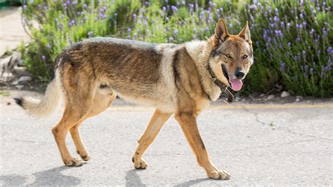 Czechoslovakian Wolfdog - Your Guide To A Really Wild Pet