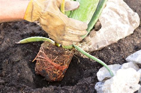 Cómo plantar y cultivar Aloe vera