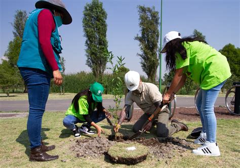 Realiza Gobierno De La Ciudad De México Jornada De Reforestación En El