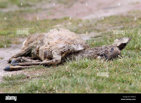 Detailliert Decaying Hi Res Stock Photography And Images Alamy