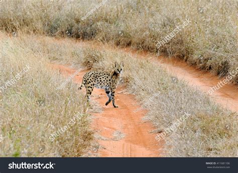 Serval Cat Felis Serval Walking Natural Stock Photo 411681106