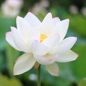 Lotus Flower Get Latest Price Mandi Rates From Dealers Traders