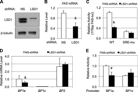 Lsd Regulates Lipogenic Gene Expression In Hek Cells A