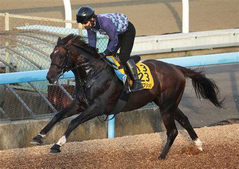 香港のクイーンエリザベス2世c3着ノースブリッジは8・18札幌記念へ 有力馬 競馬写真ニュース 日刊スポーツ