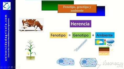 Genotipo Y Fenotipo Ejemplos - aristocrattips