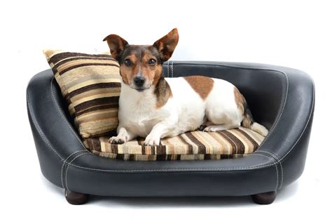 Petsmart Dog Beds Orthopedic - Petsmartgo