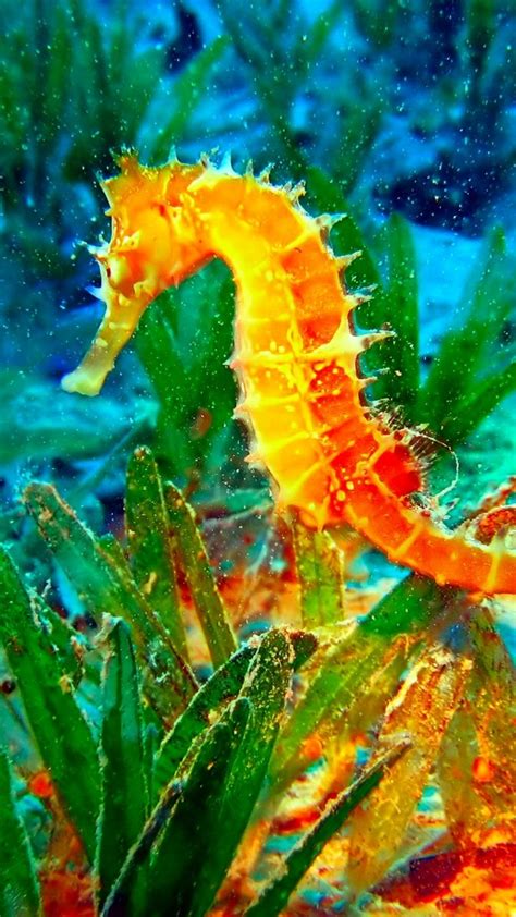 Seahorse Phone Wallpaper 1080p 2k 4k Full Hd Wallpapers