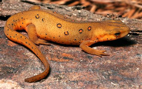 Eastern Newt - Facts, Habitat, Life Cycle, Pictures, and More