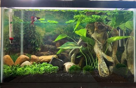 Betta Tropical Tank | Fish tank plants, Fish tank themes, Fish tank ...