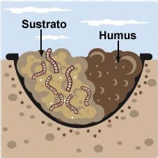 3 ALIMENTACION BIO EARED Cómo se fabrica y cosecha el HUMUS de LOMBRIZ