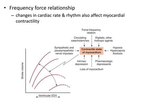 Structure of cardiac muscle excitation contraction coupling properties ...