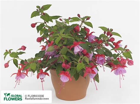 Photo Fuchsia Bella Fuchsia Lydia | Global Flowers