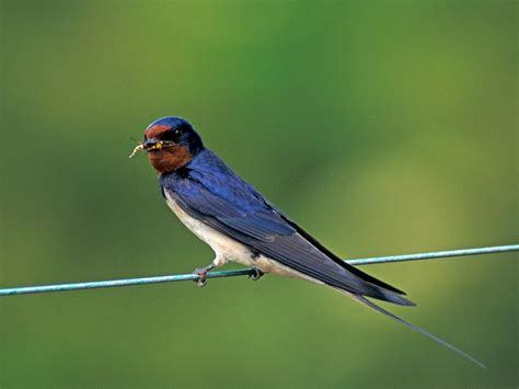 The Swallow Nesting Habits Identification And Migration Saga