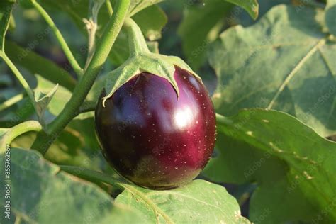 All About Eggplant A Versatile And Nutritious Vegetable Aubergine