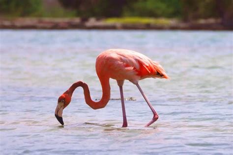 7 Pink Birds In Florida With Photos Bird Feeder Hub