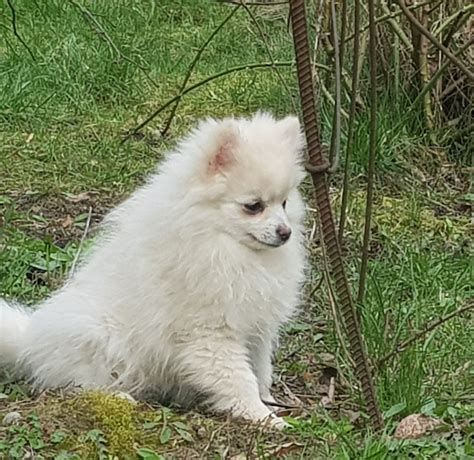 Pomeranian Szpic Miniaturowy Suczka Szczeniaki Typu Misia Boo Warszawa