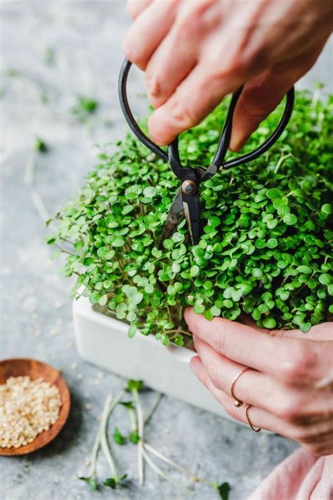 Pin by Vstehura on Микрозелень | Green food photography, Microgreens, Herbs