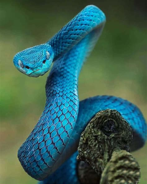 100 Scary Snake Pictures