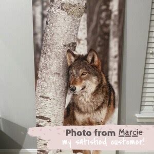 Grey Wolf Canis Lupus Peers Around Birch Tree Cotton Canvas Etsy