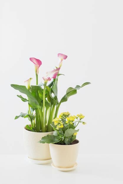 Premium Photo Pink Calla Lily And Yellow Kalanchoe In Flower Pot On