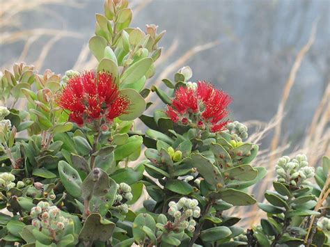 Ohia Tree With Lehua Flower Hawaii Picture Of The Day