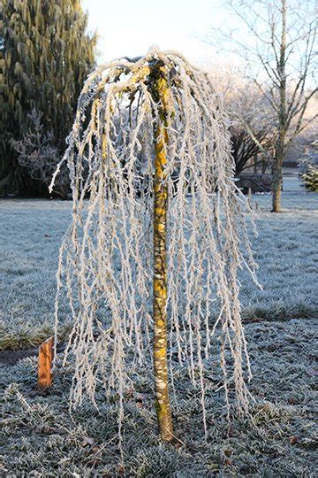 Peashrub Walker S Weeping Glover Nursery