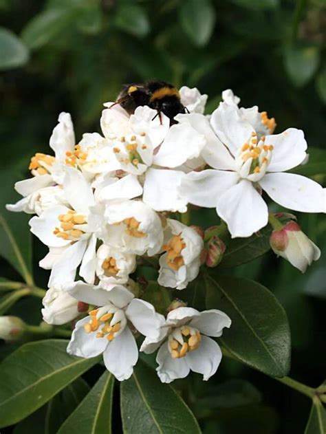 Gardening Mexican Orange Blossom Gardenista Web Story Gardenista