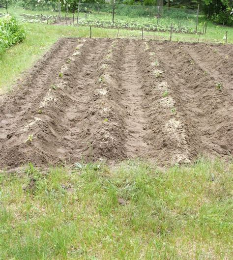 God's Growing Garden: Planting Sweet Potatoes