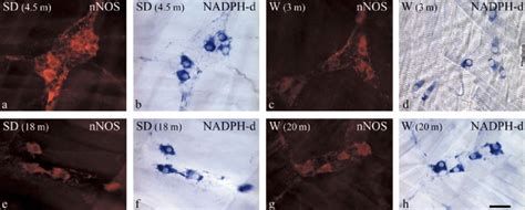 A H Four Sets Of Paired Micrographs Of The Myenteric Plexus Of The Rat Download Scientific