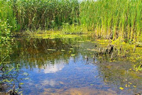 Aquatic plants in a swamp stock photo. Image of aquatic - 171853944