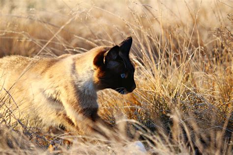 Free Images Nature Grass Prairie Wildlife Kitten Autumn Fauna