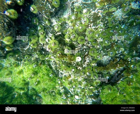 Green Sea Urchin Underwater Hi Res Stock Photography And Images Alamy