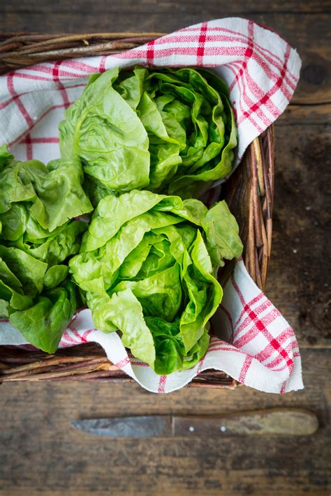 Types of Lettuce - Different Varieties of Lettuce