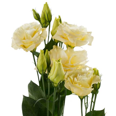 Eustoma Russellianum F1 Eustoma Russellianum F1 Cessna Yellow III